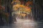 Autumn colors on Caddo Lake, Texas. Worlds largest bald cypress forest. Art Print